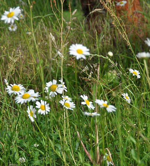 Wiese Margeriten 1